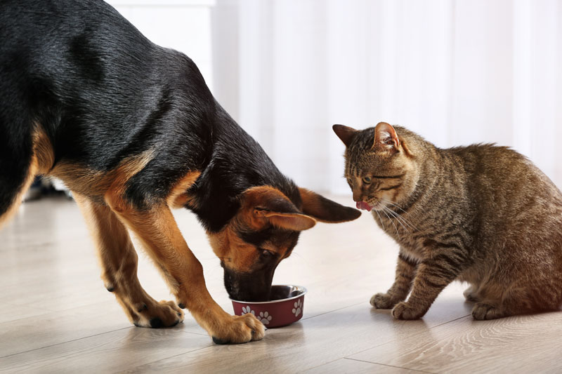 Cat and Dog Eating, Pet Food Packaging Solutions
